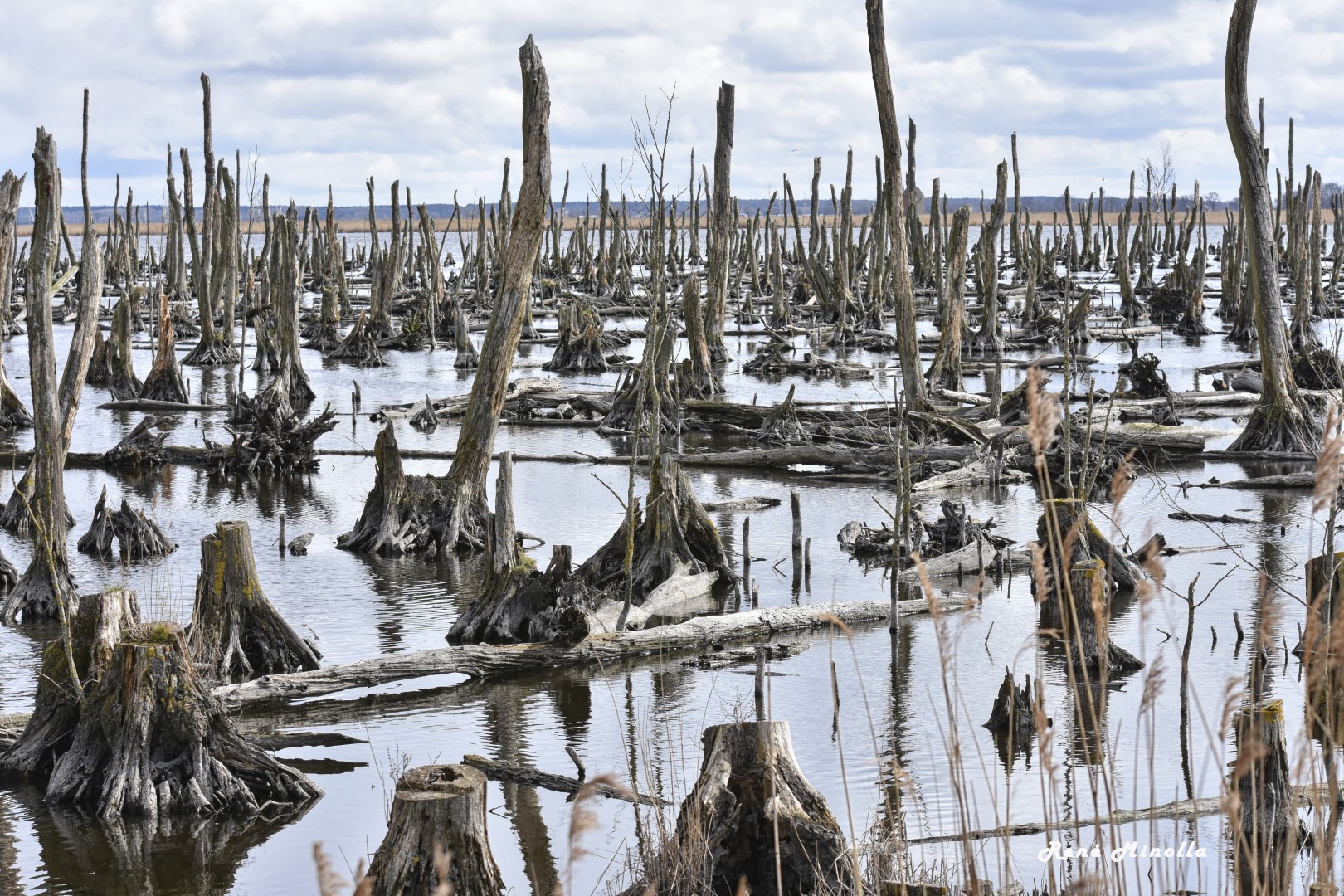 Sumpfgebiet auf Usedom